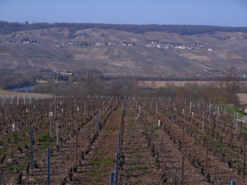 The Champagne Region